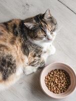 Cat Relaxing Near a Bowl of Freeze-Dried Food on a Light Pastel Surface in a Cozy Setting photo