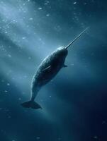 Narwhal Swimming Gracefully Underwater With Tusk Extended in a Serene Ocean Environment photo