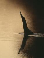 Gharial Emerging From River at Sunset With Sharp Silhouette Against Tranquil Waters photo