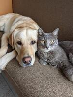 Dog and Cat Relaxing Together on Clinic Sofa, Waiting for Their Appointment and Enjoying Each Others Company photo