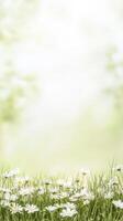 Serene Meadow of White Daisies and Lush Green Grass Under Soft Sunlight A Vibrant Nature Background for Tranquil Designs and Springtime Beauty photo