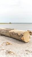Weathered Driftwood Log Resting on a Tranquil Sandy Beach by Calm Waters A Natural Scene of Coastal Serenity and Organic Textures photo