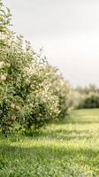 Sun-Kissed Apple Orchard Rows of Lush Green Trees Bearing Ripe Fruit, Bathed in Golden Light. A Serene Natural Scene of Abundant Growth photo