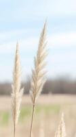Golden Feathery Pampas Grass in Soft Light A Serene Botanical Study of Nature's Delicate Beauty in a Peaceful Outdoor Landscape photo