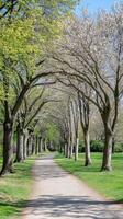 Enchanting Spring Avenue A Serene Path Lined with Blossoming and Verdant Trees, Bathed in Gentle Sunlight photo