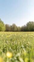Vibrant Spring Meadow with Golden Buttercups and Lush Green Grass Under a Clear Blue Sky photo