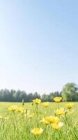 Vibrant Yellow Buttercups Flourishing in a Sun-Drenched Green Meadow Under a Clear Blue Sky, Capturing the Essence of Spring's Serene Beauty. photo