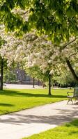 Enchanting Spring Park Scene White Blossoms Canopy a Sunny Pathway, Lush Green Grass and Benches Offer a Peaceful Urban Escape photo