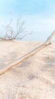 Close-up of weathered driftwood resting on a vast, sandy beach under a clear, serene blue sky, capturing the tranquil beauty of a minimalist coastal landscape. photo