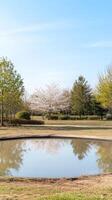 A tranquil spring landscape featuring a reflective pond, vibrant cherry blossoms, and lush green trees under a clear blue sky, evoking peace and natural beauty. photo