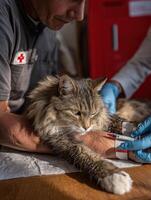 Technician Draws Blood From Cats Leg in Gentle Setting With Soft Side Lighting for Careful Examination and Treatment photo