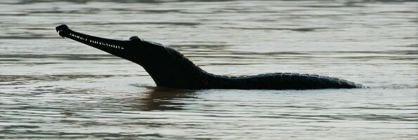 Gharial Rising From River Waters, Showcasing Sharp Snout Silhouette Against a Calm Backdrop During Dawn photo