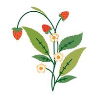 Strawberry Branch with Flowers and Leaves. Colorful plant with cute line sketches of branches isolated on white background. Nature herb perfect for invitations, cards, posters, holidays vector