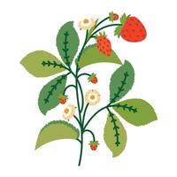Strawberry Bush with Flowers, Leaves and Berries. Plant with cute line sketches of branches isolated on white background. Nature herb perfect for invitations, cards, posters vector