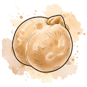 un' singolo cece con acquerello spruzzi e un' semplice linea disegno stile su un' pianura ambientazione su trasparente sfondo png