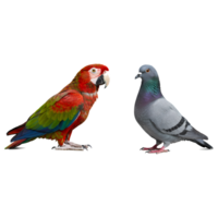A parrot with red and green feathers standing next to a pigeon on an isolated plain setting view on transparent background png