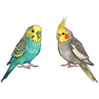 Two birds a budgerigar and a cockatiel standing next to each other with a plain color surrounding them on transparent background png