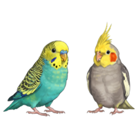 A vibrant parakeet and a cockatiel stand side by side against a plain backdrop in a digital rendering on transparent background png