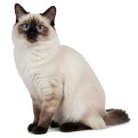 A ragdoll cat with blue eyes sitting upright and looking forward in a studio setting with a clean backdrop on transparent background png
