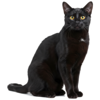 A sleek feline with amber eyes sits gracefully against a plain setting posing for a captivating portrait on transparent background png