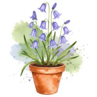 Watercolor potted bluebell plant with green leaves and a splash of color on a transparent layer on transparent background png