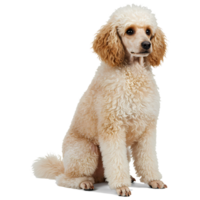 A cream colored poodle sitting upright with a neutral expression on a plain neutral background space on transparent background png