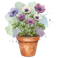 A terracotta pot filled with colorful anemone flowers against a watercolor style painted backdrop art piece on transparent background png
