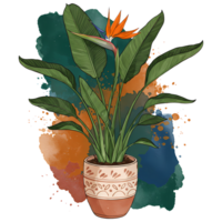 A bird of paradise plant in a patterned pot against a watercolor style splash of orange and teal paint on transparent background png