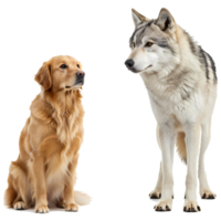 A golden retriever sitting next to a wolf looking away on a plain studio style presentation image on transparent background png