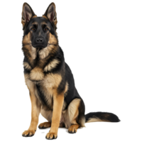 A german shepherd sitting with alert expression and erect ears against a plain color setting on transparent background png