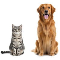 A golden retriever dog sitting next to a grey tabby cat posing together on a plain color space area on transparent background png