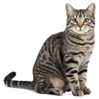 A tabby cat sitting upright with green eyes and striped fur looking forward on a plain backdrop on transparent background png