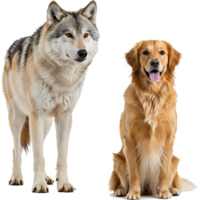 A wolf standing next to a golden retriever dog sitting with its tongue out on a transparent area on transparent background png