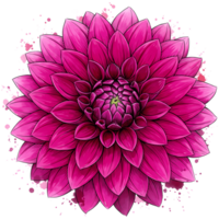 A vibrant magenta dahlia flower with layered petals in full bloom against a transparent area around it on transparent background png