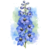 A watercolor style painting of a delphinium flower with open blooms and buds on a stem with leaves on transparent background png