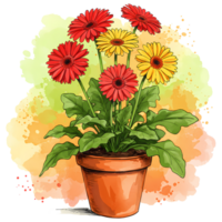 Gerbera daisies in a pot with red and yellow flowers and green leaves against a watercolor backdrop on transparent background png