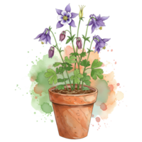 A potted aquilegia plant with purple flowers and green leaves on a watercolor style background art piece on transparent background png