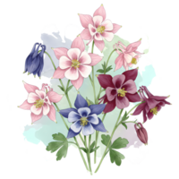 A group of columbine flowers with pink purple and blue petals with a light watercolor style effect on transparent background png