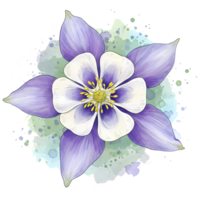 A watercolor style columbine flower with purple petals and white center on a light green splash on transparent background png