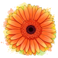 Close up of a vibrant orange gerbera daisy with a prominent center and watercolor style background on transparent background png