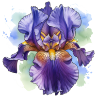 Detailed watercolor painting of a purple iris flower with yellow accents on a transparent canvas on transparent background png