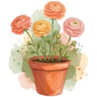 Watercolor ranunculus flowers in a terracotta pot with a muted watercolor splash behind them art on transparent background png