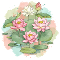 Watercolor painting of pink and white lotus flowers with green leaves in a pond with soft colors on transparent background png