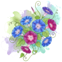 Watercolor painting of morning glories with blue and pink flowers and green leaves and vines art on transparent background png