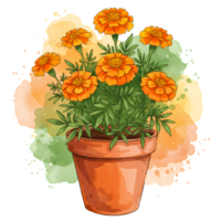 A terracotta pot filled with vibrant marigold flowers against a watercolor splash of color behind it on transparent background png