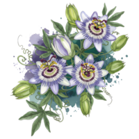 Watercolor painting of passionflowers with green buds and leaves on an abstract teal and violet splash on transparent background png