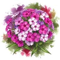 A watercolor painting of phlox flowers in shades of pink and white with green leaves and a colorful wash on transparent background png