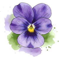 A watercolor painting of a pansy flower with purple petals and a yellow center on a transparent canvas on transparent background png