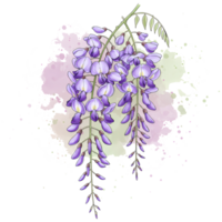 A watercolor style drawing of a wisteria plant with purple flowers on a light colored background on transparent background png