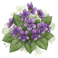 A cluster of purple violet flowers with green leaves arranged on a light colored watercolor style spot on transparent background png